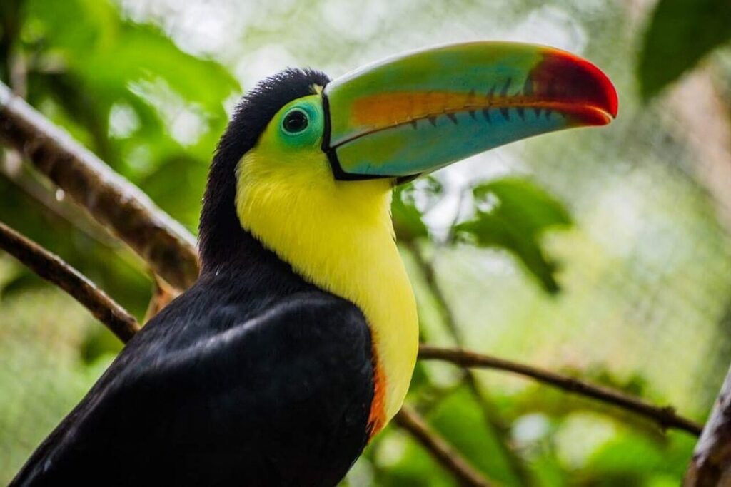 A toucan perched on a branch inside an aviary at Parque das Aves