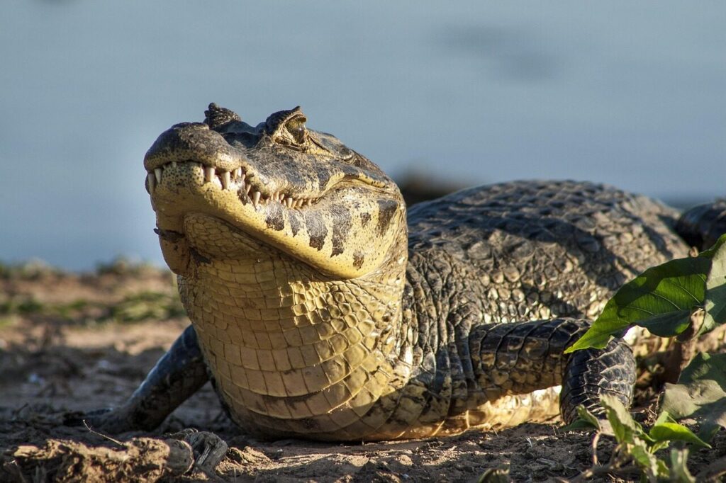 Caiman resting on the muddy bank of a river in the Pantanal wetlands