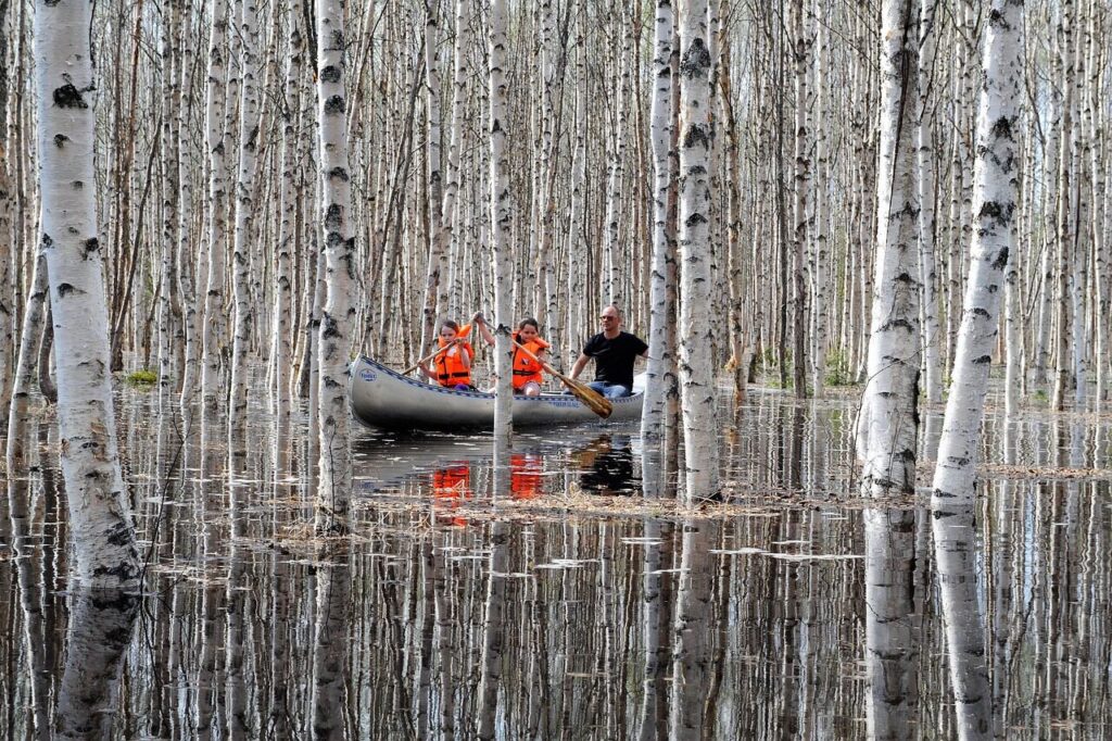 Canoe gliding between treetops in the flooded Amazon forest at high water