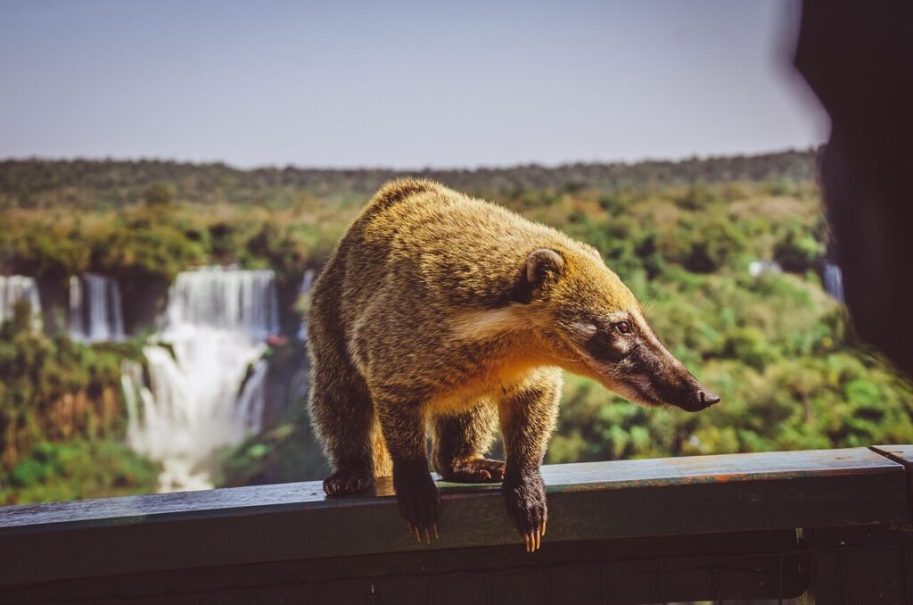 Coati walking along a forest path in Iguazu National Park